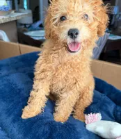 Beau AKC, a male Poodle - Toy  for sale in Conyers, GA – Photo 2 of 6