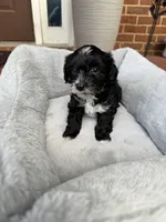 Finn, a male Yorkipoo for sale in Conyers, GA – Photo 1 of 4