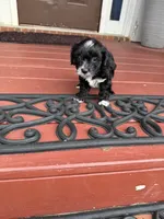 Finn, a male Yorkipoo for sale in Conyers, GA – Photo 2 of 4