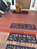 Finn, a male Yorkipoo for sale in Conyers, GA – Photo 4 of 4