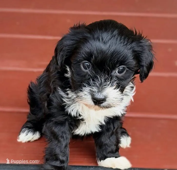 Lilly – Yorkipoo puppy on hold in Conyers, GA