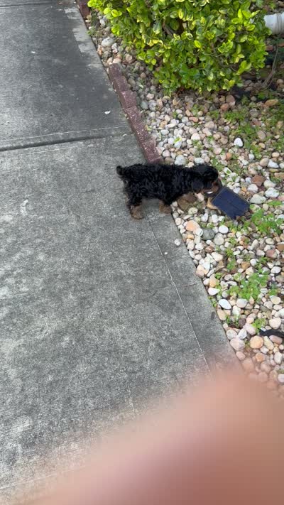 Hunter, a male Yorkipoo for sale in Conyers, GA – 4 of 4