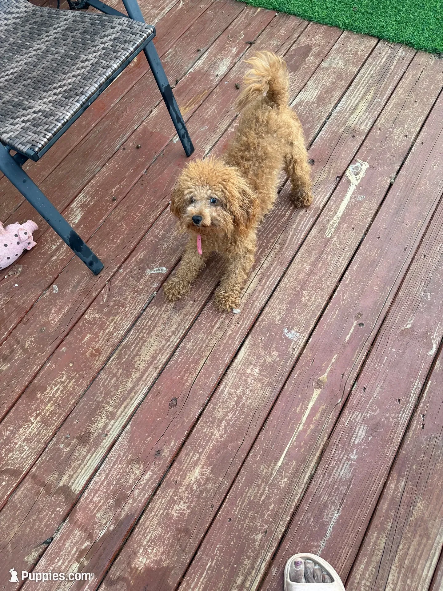 Buzz, a male Poodle - Toy  for sale in Conyers, GA – 3 of 5