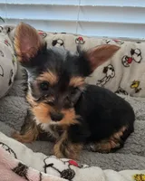 AKC Ace, a male Yorkshire Terrier for sale in Conyers, GA – Photo 1 of 4