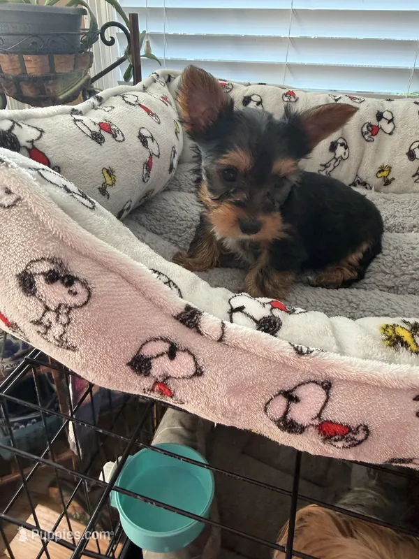 AKC Ace, a male Yorkshire Terrier for sale in Conyers, GA – Photo 1 of 2