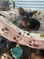 AKC Ace, a male Yorkshire Terrier for sale in Conyers, GA – Photo 1 of 2