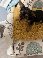 AKC Ace, a male Yorkshire Terrier for sale in Conyers, GA – Photo 2 of 4