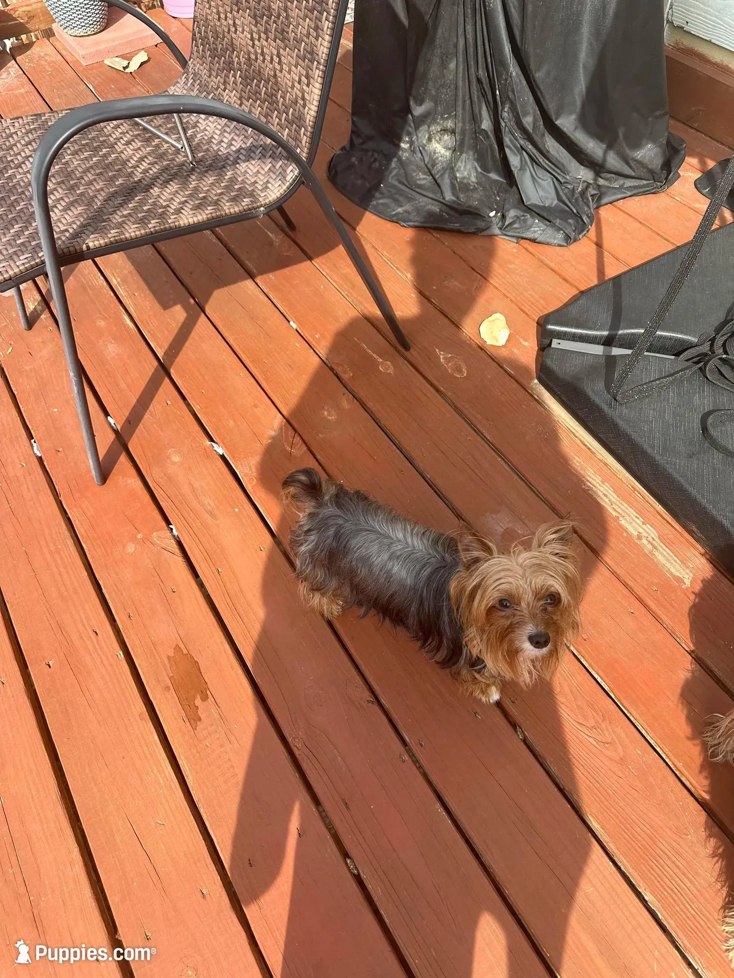 AKC Ace, a male Yorkshire Terrier for sale in Conyers, GA – Photo 3 of 4