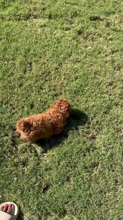 Bear, a male Poodle - Toy  for sale in Conyers, GA – 4 of 4
