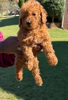 Bear, a male Poodle - Toy  for sale in Conyers, GA – 3 of 4