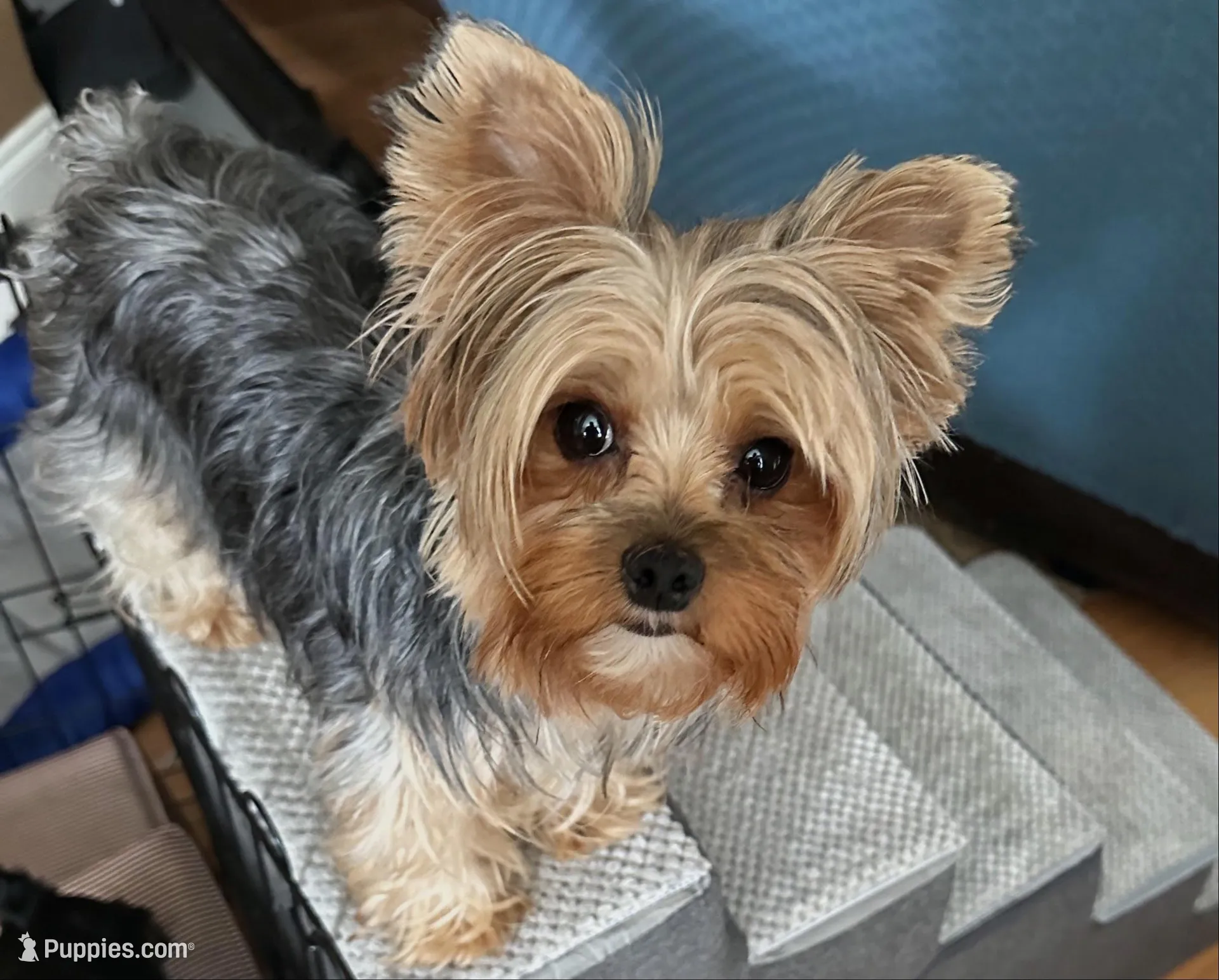 AKC Tobby, a male Yorkshire Terrier for sale in Conyers, GA – Photo 2 of 4