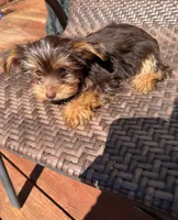 AKC Leo, a male Yorkshire Terrier for sale in Conyers, GA – Photo 2 of 6