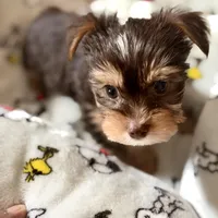 AKC Leo, a male Yorkshire Terrier for sale in Conyers, GA – Photo 3 of 6