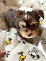 AKC Leo, a male Yorkshire Terrier for sale in Conyers, GA – Photo 1 of 2