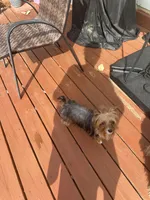 AKC Leo, a male Yorkshire Terrier for sale in Conyers, GA – Photo 6 of 6