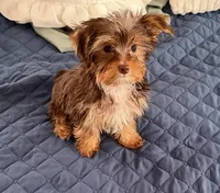 AKC Leo, a male Yorkshire Terrier for sale in Conyers, GA – Photo 1 of 6