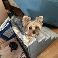 AKC Leo, a male Yorkshire Terrier for sale in Conyers, GA – Photo 5 of 6