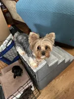 AKC Leo, a male Yorkshire Terrier for sale in Conyers, GA – Photo 2 of 2