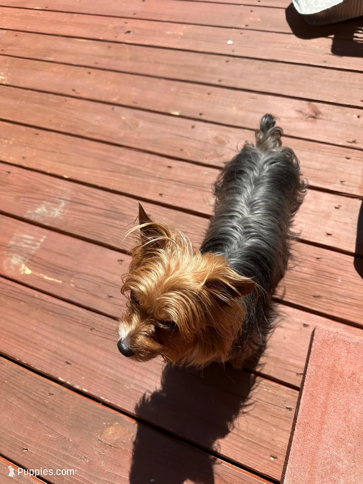 AKC Tobby, a male Yorkshire Terrier for sale in Conyers, GA – Photo 4 of 4