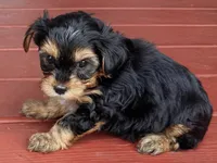 Miles, a male Yorkipoo for sale in Conyers, GA – Photo 1 of 3