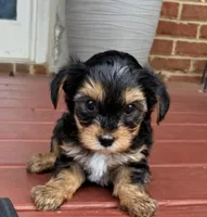 Miles, a male Yorkipoo for sale in Conyers, GA – Photo 2 of 3