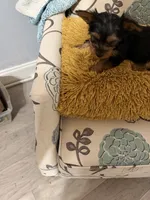 Miles, a male Yorkipoo for sale in Conyers, GA – Photo 3 of 3