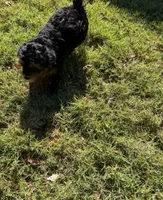 Hunter, a male Yorkipoo for sale in Conyers, GA – 3 of 4