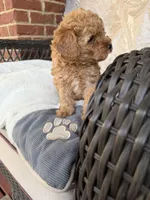 Zeus AKC, a male Poodle - Toy  for sale in Conyers, GA – Photo 1 of 2