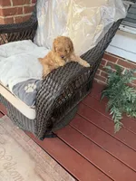 Zeus AKC, a male Poodle - Toy  for sale in Conyers, GA – Photo 2 of 2