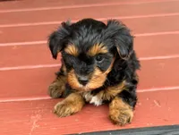 Zack, a male Yorkipoo for sale in Conyers, GA – Photo 1 of 3
