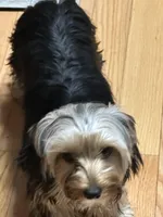 Zack, a male Yorkipoo for sale in Conyers, GA – Photo 3 of 3