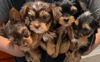 AKC Tobby, a male Yorkshire Terrier for sale in Conyers, GA – Photo 3 of 4