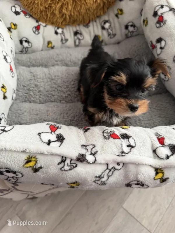 AKC Tobby, a male Yorkshire Terrier for sale in Conyers, GA – Photo 1 of 1