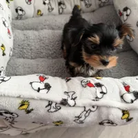 AKC Tobby, a male Yorkshire Terrier for sale in Conyers, GA – Photo 1 of 4