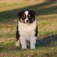 BTM-2, a male Australian Shepherd for sale in Northport, AL – Photo 1 of 10