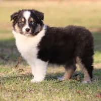 BTM-2, a male Australian Shepherd for sale in Northport, AL – Photo 9 of 10