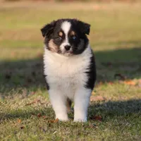 BTM-2, a male Australian Shepherd for sale in Northport, AL – Photo 2 of 10
