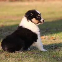 BTM-2, a male Australian Shepherd for sale in Northport, AL – Photo 7 of 10