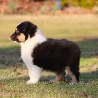 BTM-2, a male Australian Shepherd for sale in Northport, AL – Photo 8 of 10