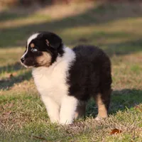 BTM-2, a male Australian Shepherd for sale in Northport, AL – Photo 5 of 10