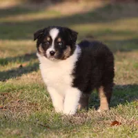 BTM-2, a male Australian Shepherd for sale in Northport, AL – Photo 3 of 10