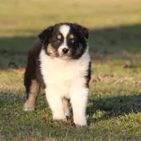 BTM-2, a male Australian Shepherd for sale in Northport, AL – Photo 4 of 10