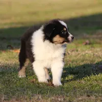 BTM-2, a male Australian Shepherd for sale in Northport, AL – Photo 6 of 10
