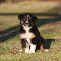 BTF, a female Australian Shepherd for sale in Northport, AL – Photo 3 of 10