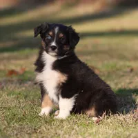 BTF, a female Australian Shepherd for sale in Northport, AL – Photo 6 of 10