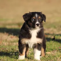 BTF, a female Australian Shepherd for sale in Northport, AL – Photo 2 of 10