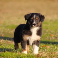 BTF, a female Australian Shepherd for sale in Northport, AL – Photo 8 of 10