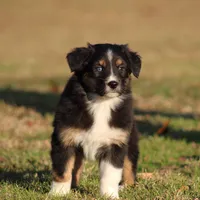 BTF, a female Australian Shepherd for sale in Northport, AL – Photo 7 of 10