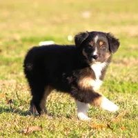 BTF, a female Australian Shepherd for sale in Northport, AL – Photo 5 of 10