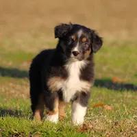BTF, a female Australian Shepherd for sale in Northport, AL – Photo 1 of 10